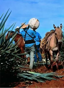 ¿Te gusta el tequila? ¡Vívelo a través de la Ruta del Tequila!