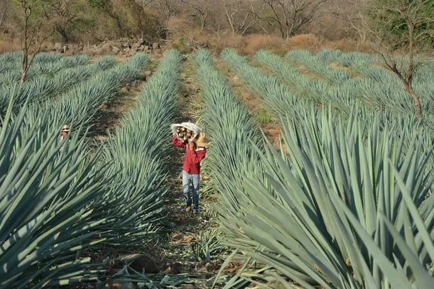 ¿Te gusta el tequila? ¡Vívelo a través de la Ruta del Tequila!