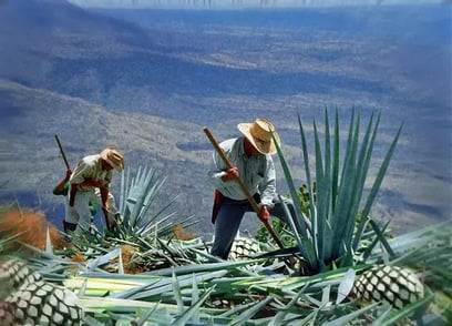 ¿Te gusta el tequila? ¡Vívelo a través de la Ruta del Tequila!