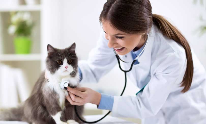 Habilidades para estudiar medicina veterinaria