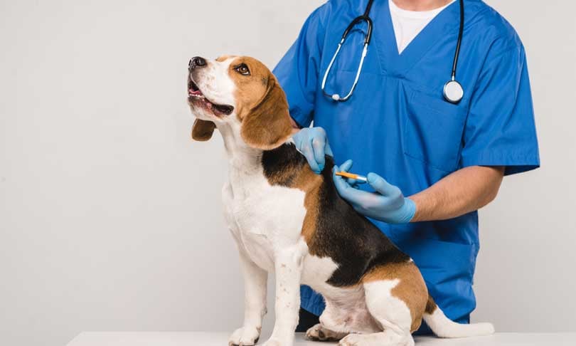 Dificultad carrera veterinaria