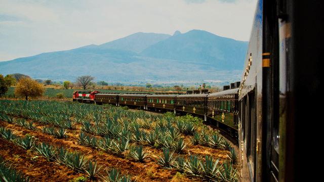 los-trenes-del-tequila-9-Dec-17-2022-06-31-10-8116-PM