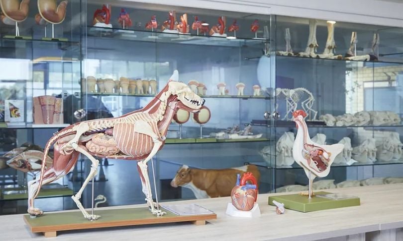 instalaciones de veterinaria de la unitec